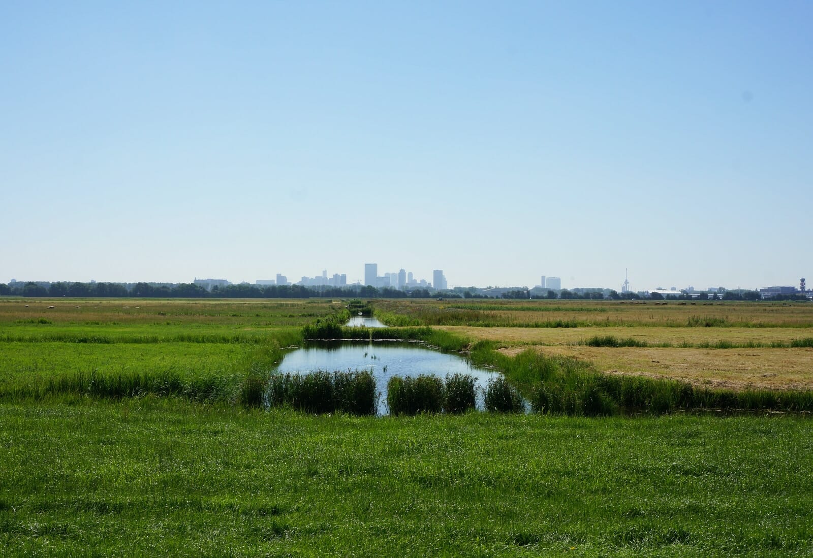 green grass field
