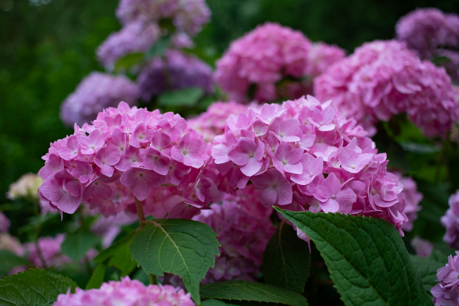 A bunch of pink flowers with green leaves
